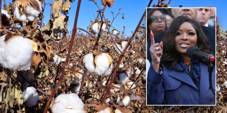 US needs illegal immigrants because ‘we done picking cotton,’ Squad member says