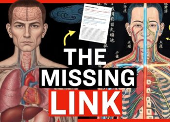 Researchers Discover New Circulation System Between Human Organs